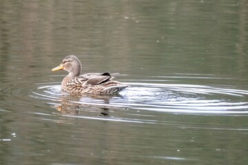 Female mallard duck swimming peacefully on calm lake water