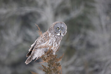 Great gray Owl Strix nebulosa looking over its environment from the top of a Juniper tree