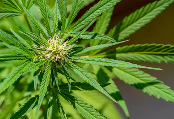Flowering Cannabis plant