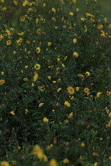 yellow dandelion flower . yellow flowers in the field.	