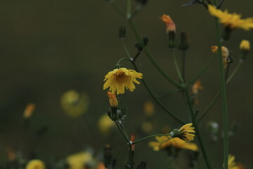 yellow dandelion flower . yellow flowers in the field.	