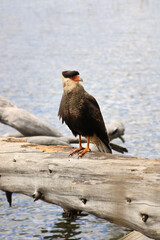 Bird of prey, Southern Caracara
