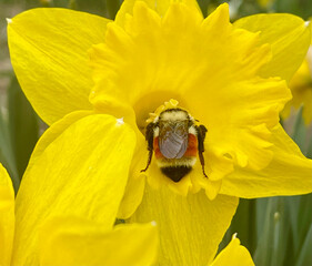 A bumblebee burrows into the center of a bright yellow daffodil, collecting pollen. The close-up captures the bee’s fuzzy body and delicate wings, highlighting the beauty of nature and pollination.