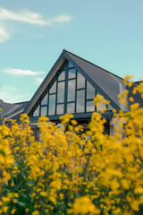 yellow rape field.A bouquet of flowers in bloom during the season in Tokyo.