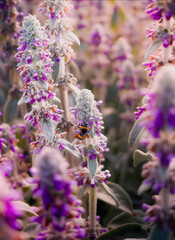 bee on a flower.A bouquet of flowers in blossom during the season in Tokyo.