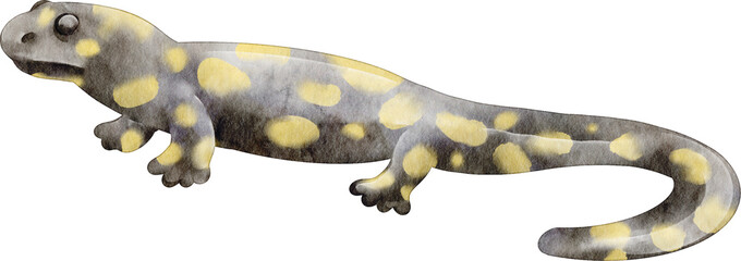 Naklejka premium watercolor salamander