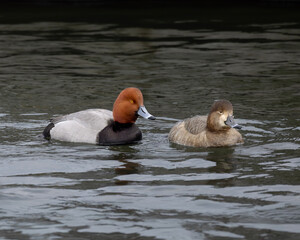 Drake and hen redhead ducks Aythya americana swimming in a harbour