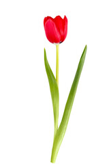 Red Tulip Flower Isolated on Transparent Background With Green Leaf and Stem