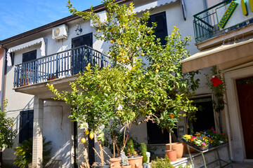 Garden with Citrus Trees and Building