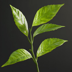 green tea leaves AI generated