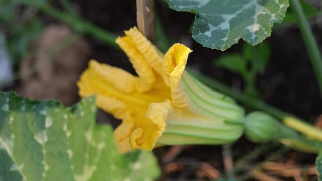​The farmer is pollinating the pumpkin by using a brush to scrape the pollen from the male flower and apply it to the stigma of the female flower	
