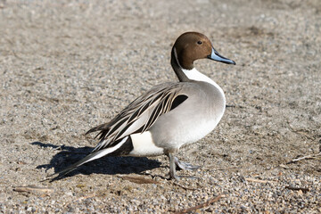 Northern pintail drake duck Anas acuta walking in the sand