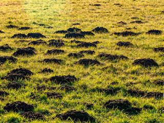 Viele Erdhaufen eines Wühlmausbaus im Winter