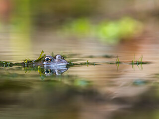 Close Up of a Common Frog Head in an Urban Pond