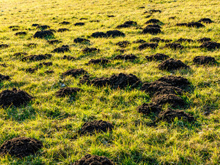 Viele Erdhaufen eines Wühlmausbaus im Winter