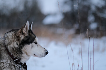 portrait of adult Siberian husky dog in snowy winter evening