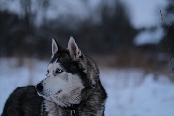 portrait of adult Siberian husky dog in snowy winter evening