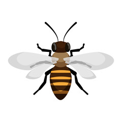 Detailed Bee Top View