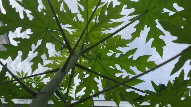 Close up photo of young papaya leaves.