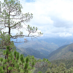 tree in the mountains