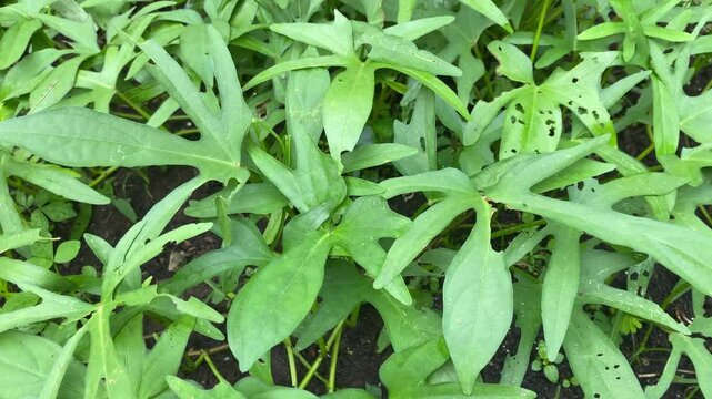 Close up video footage of lush sweet potato leaves in the home garden. 