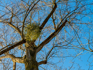 Misteln auf einem Baum im Winter