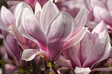 Fototapeta premium Close-up of a blooming magnolia in the spa gardens of Wiesbaden