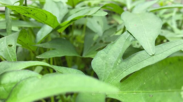 Close up video footage of lush sweet potato leaves in the home garden. 