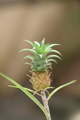 red flower garden pineapple delicate natural fruit
