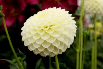 white dahlia flower