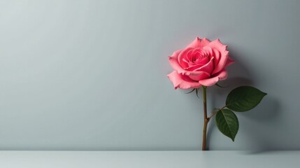 A single delicate pink rose blossom on a pale background, subtly positioned, offers a graceful and elegant visual