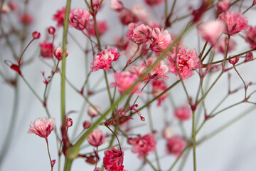 Beautiful pink gypsophila twig on the light blue background. Beautiful floral background. Close-up view.