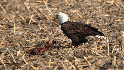 One adult bald eagle eating a meal while standing in a cornfield