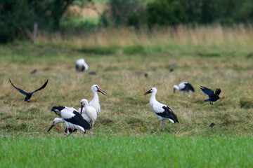 Jungstörche im Juli auf einer Wiese in Bayern