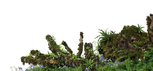 3D render foreground stump with moss and decorative tropical plants On a transparent background