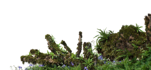 3D render foreground stump with moss and decorative tropical plants On a transparent background