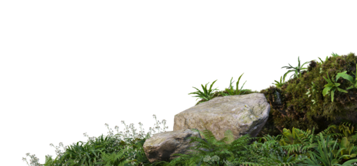 3D render foreground stump with moss and decorative tropical plants On a transparent background
