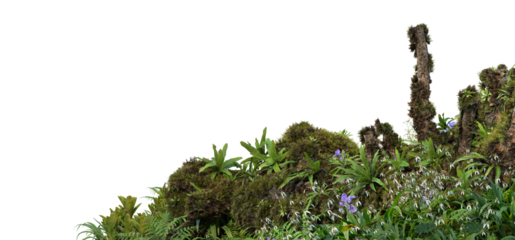 3D render foreground stump with moss and decorative tropical plants On a transparent background