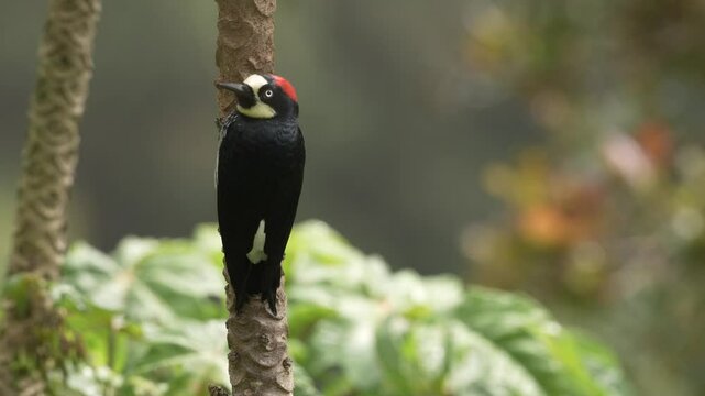Acorn Woodpecker, Melanerpes formicivorus. Woodpecker from Costa Rica mountain forest. Beautiful bird sitting on the green mossy branch in habitat, Costa Rica. Birdwatching in America.