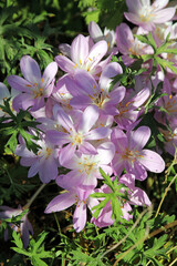 Closeup of Meadow Saffron blooms, Derbyshire England
