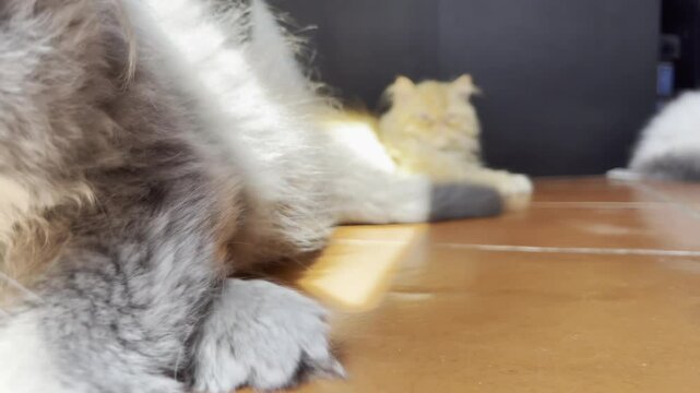 Fluffy Persian cats relaxing on the floor and enjoying sunshine from the window, adorable pets with grumpy muzzle expression, purebred puppies being the best human friends