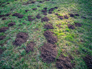 Viele Erdhaufen eines Wühlmausbaus im Winter