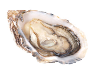 Fresh oyster isolated
