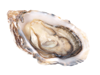 Fresh oyster isolated