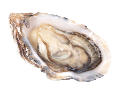 Fresh oyster isolated