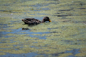 Yellow billed duck dabbling in the floating vegetation on the water at Inthaka Island
