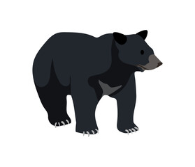 Black Bear