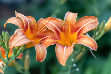 Red pink Hemerocallis fulva or Daylily beautiful flower in the garden and landshaft design