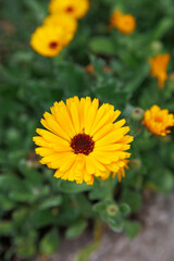 Close up Orange yellow flower of Calendula officinalis, common marigold, ruddles, Asteraceae. Medicine and pharmaceutical use, ideal for the the garden and landshaft or landscape architecture design