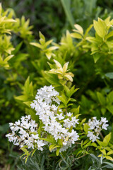 Deutzia gracilis, the slender deutzia or Japanese snow white flower, species in the hydrangea family Hydrangeaceae, native to Japan, in the garden and landshaft design